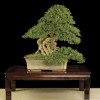 Cây cảnh bonsai đẹp - 385