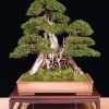 Cây cảnh bonsai đẹp - 388