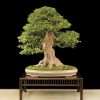 Cây cảnh bonsai đẹp - 389