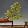 Cây cảnh bonsai đẹp - 39
