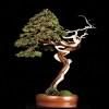 Cây cảnh bonsai đẹp - 390