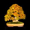 Cây cảnh bonsai đẹp - 391