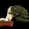 Cây cảnh bonsai đẹp - 393