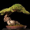Cây cảnh bonsai đẹp - 394