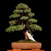 Cây cảnh bonsai đẹp - 395
