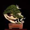 Cây cảnh bonsai đẹp - 398