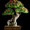 Cây cảnh bonsai đẹp - 40