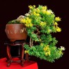 Cây cảnh bonsai đẹp - 41