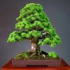 Cây cảnh bonsai đẹp - 42