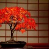 Cây cảnh bonsai đẹp - 45