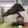 Cây cảnh bonsai đẹp - 48