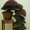 Cây cảnh bonsai đẹp - 49