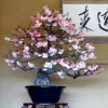 Cây cảnh bonsai đẹp - 50