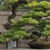 Cây cảnh bonsai đẹp - 51