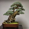 Cây cảnh bonsai đẹp - 56