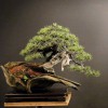 Cây cảnh bonsai đẹp - 60