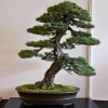Cây cảnh bonsai đẹp - 62