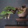 Cây cảnh bonsai đẹp - 65