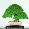 Cây cảnh bonsai đẹp - 66