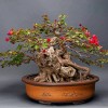 Cây cảnh bonsai đẹp - 67