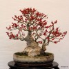 Cây cảnh bonsai đẹp - 68