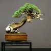 Cây cảnh bonsai đẹp - 7