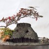 Cây cảnh bonsai đẹp - 71