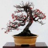 Cây cảnh bonsai đẹp - 72