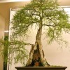 Cây cảnh bonsai đẹp - 73