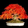 Cây cảnh bonsai đẹp - 74