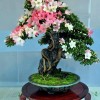 Cây cảnh bonsai đẹp - 75