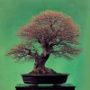 Cây cảnh bonsai đẹp - 77