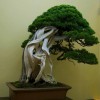 Cây cảnh bonsai đẹp - 78