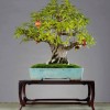 Cây cảnh bonsai đẹp - 80
