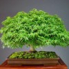 Cây cảnh bonsai đẹp - 87