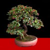 Cây cảnh bonsai đẹp - 88