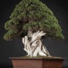 Cây cảnh bonsai đẹp - 89