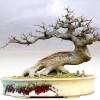 Cây cảnh bonsai đẹp - 90