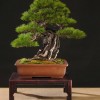 Cây cảnh bonsai đẹp - 93