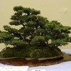 Cây cảnh bonsai đẹp - 95