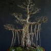 Cây cảnh bonsai đẹp - 99