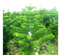 Tùng bách tán,cây Tùng,tùng,vương tùng,bách tán,Araucaria excelsa,Araucaria heterophylla,Araucariaceae,Tùng bách tán