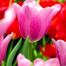 Hoa Tulip - Uất kim hương
