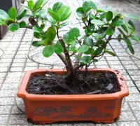 Cây Da Nhật,cây bonsai,bonsai,cây cảnh,Cây Da Nhật