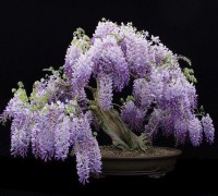 hoa tử đằng,sắn tía,đậu tía,Wisteria sinensis,wisteria,Fabaceae,hoa tình yêu,Nhật Bản,Hoa Tử Đằng
