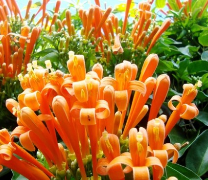 Hoa Chùm Ớt Cây Chùm Ớt,chùm ớt,cay chum ot,hoa chùm ớt,cây Rạng đông,núc nác,Bigonia Venusta,Bignoniaceae,Bignonia,Hoa Chùm Ớt