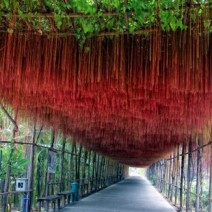 Liêm Hồ Đằng - dây tơ hồng - cây mành mành