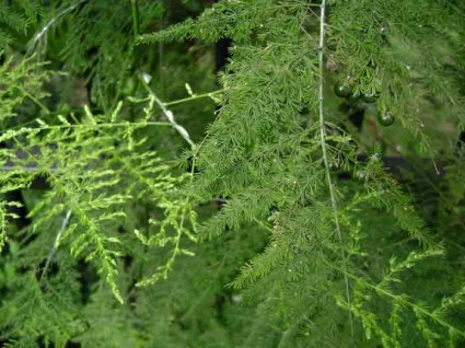 Măng Leo Măng leo,mang leo,cây măng leo,cây trang trí,cây bó hoa,họ Thiên Môn,Asparagaceae,Măng Leo