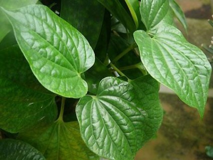 Trầu không trầu không,trầu,trầu cau,trau cau,cây trầu không,cay trau khong,cây trầu,cay trau,Piper betle,cây leo,cây thuốc,trầu mỡ,trầu quế,sự tích trầu cau,su tich trau cau,Trầu không