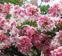 Muồng hoa đào,muong hoa dao,Cassia javanica L,phân họ vang,họ Đậu,Fabaceae,Muồng hoa đào